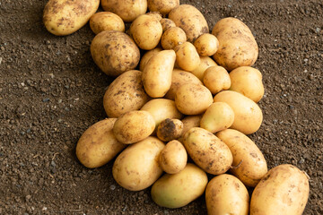 Raw fresh potatoes, healthy country food ingredients