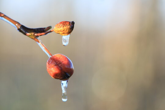 With an ice layer to prevent the fruit blossom from freezing. With an unmatured fruit from last season.