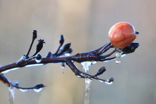 With an ice layer to prevent the fruit blossom from freezing. With an unmatured fruit from last season.