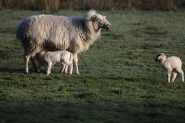 Obraz premium An ewe is in the meadow and let’s her lamb drink.