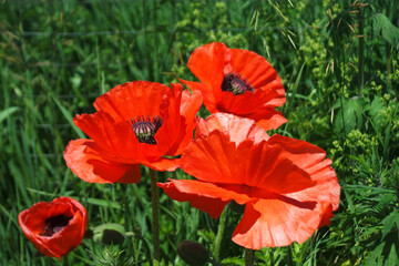 red poppy on green grass