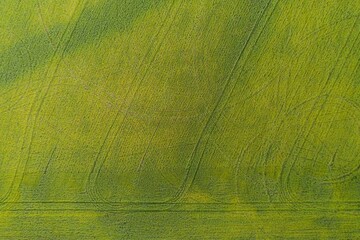 Young wheat on the field. Textural background of green wheat. Aerial view.