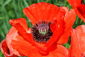 red poppy flower close up background