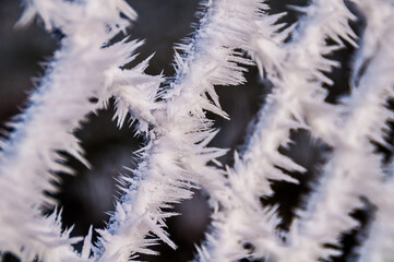 El blanco de la cencellada