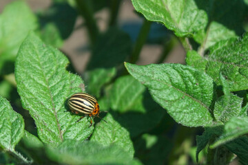 Colorado potato beetle on a potato leaf with copy space