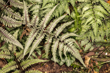 Japanese Painted Fern (Athyrium niponicum 'Metallicum')