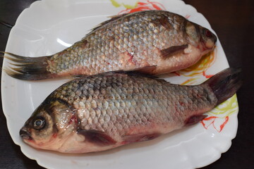 closeup of a freshwater fish of the caras
