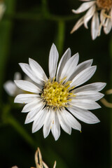 Obraz premium Prairie Goldenrod (Solidago ptarmicoides)