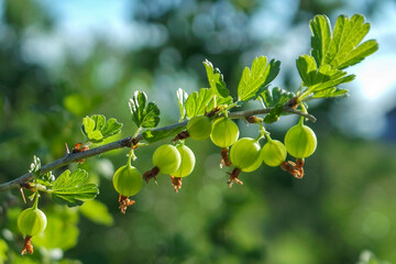 gooseberry close-up. Gardening in June background