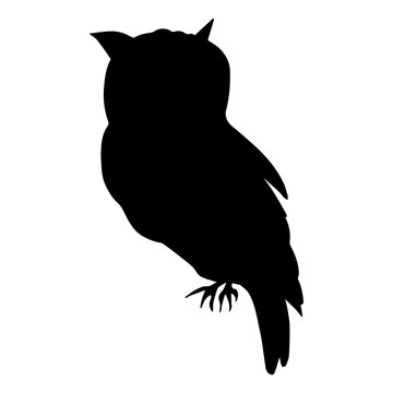 Shadow of a walking owl on a white background