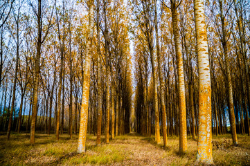 Los colores del Canal de Castilla y sus alrededores