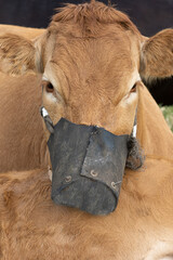 vaca con máscara en su boca ó vaca graciosa o animal gracioso