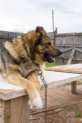 Dog lies on board and is attached by a chain. Fur is brown, fluffy. Paws overhang. Vertical layout.