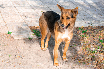 stray dog ​​outdoors in summer