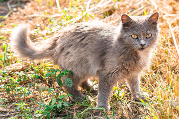 
gray kitten on dry grass in the sun