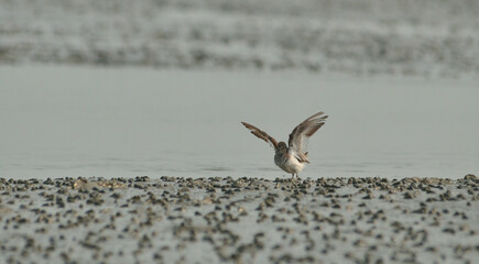 kentish plover bird in a beach