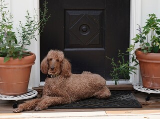 Beautiful red standard poodle relaxing on front porch
