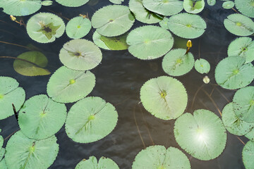 water lily in the pond
