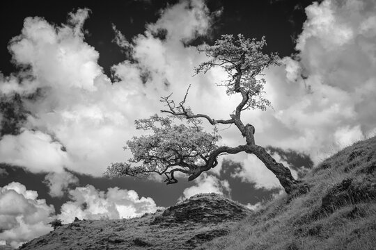 Infra red image of a thorn tree on a hill side.