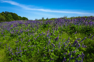 Blooming lupine flowers Lupinus polyphyllus . Field of lupine plant. Violet purple pink lupin in meadow. Colorful bunch of summer june flowers on garden background.