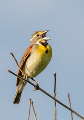 Dickcissel (Spiza americana) male singing in prairie, Ames, Iowa, USA.