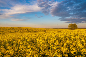 panorama of a field of blooming rape in the warm light of the setting sun against the backdrop of beautiful clouds in the blue sky