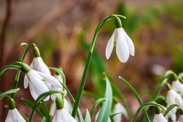 Delicate flowers of snowdrops in early spring in the garden