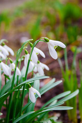 Flowers of snowdrops in early spring in the garden, close-up, vertical shot