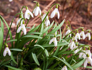 Bush of delicate white flowers of snowdrops in spring in the forest