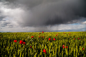 Amapolas y campo.