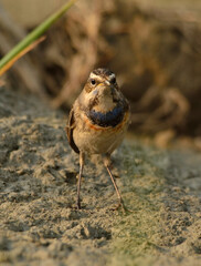 blue throat bird in field