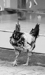 black and white old rooster curiously looking