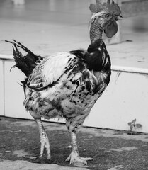black and white old rooster walking calmly