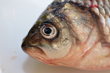 closeup of a freshwater fish of the caras