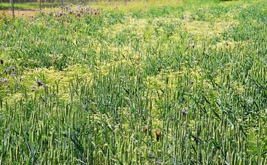 Getreidefeld mit Wildblumen