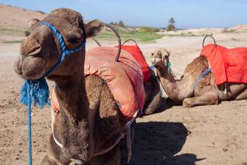 Camels in desert 