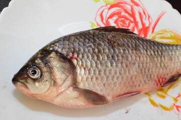 closeup of a freshwater fish of the caras