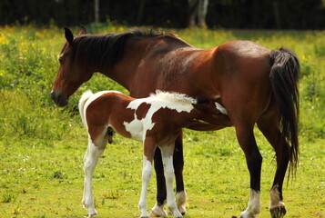 A dark brown mother horse and her brown spotted newborn male foal are seen isolated on a grassland. The baby horse is suckling his mom. Background is blurred with wild flowers and grassland.