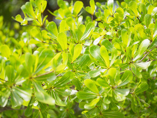Fototapeta na wymiar close up green leaves background