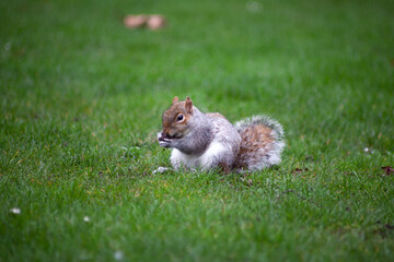 Squirrel eating in a park
