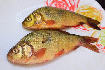 closeup of a freshwater fish of the caras