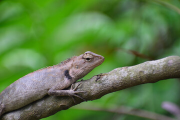 The Resting lizard