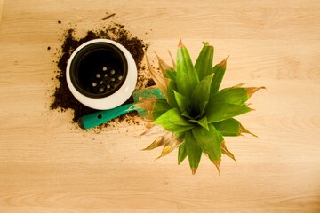 Photo of a man who is planting a pineapple in a flower pot at home