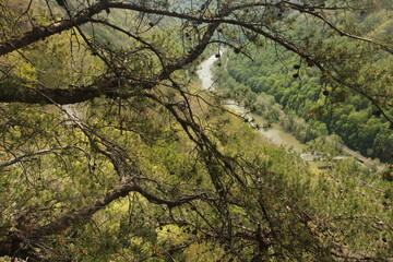 Obraz premium green tree branches with a river in the background