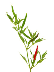 Red hot chili pepper plant isolated on white
