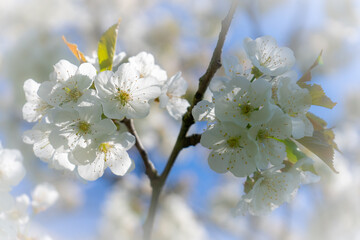 Cherry Blossom 2