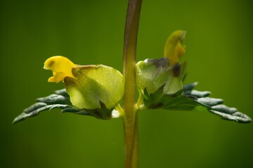 The Greater Cockerel (Rhinanthus major, sometimes also Rhinanthus serotinus) is an annual semi-parasitic herb, flowering lemon yellow.