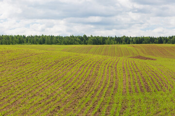 The first shoots of agriculture in spring on a sown field.