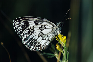 butterfly on a flower