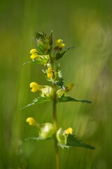 The Greater Cockerel (Rhinanthus major, sometimes also Rhinanthus serotinus) is an annual semi-parasitic herb, flowering lemon yellow.
